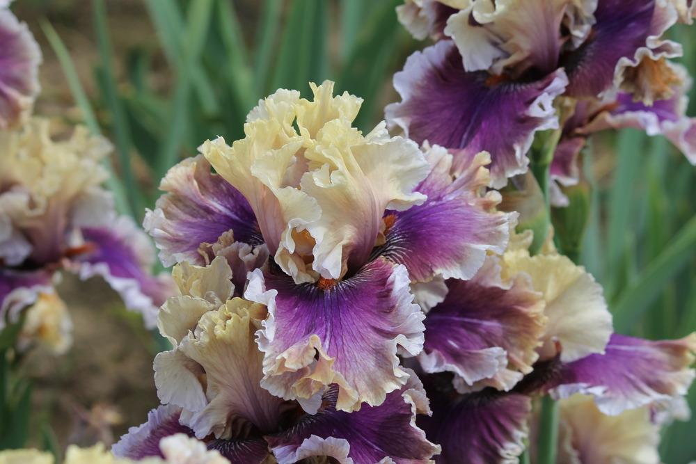 Photo of Tall Bearded Iris (Iris 'Smoke and Thunder') uploaded by ARUBA1334
