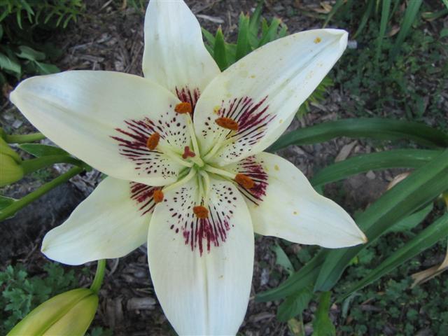 Photo of Lily (Lilium 'Centerfold') uploaded by Claudia