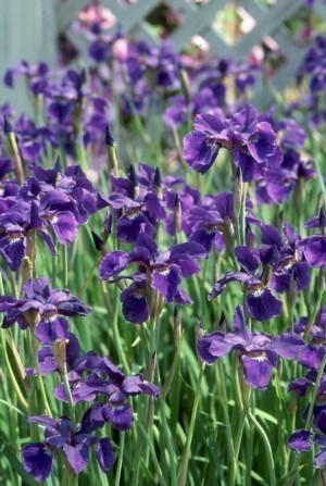 Photo of Siberian Iris (Iris 'Caesar's Brother') uploaded by Joy