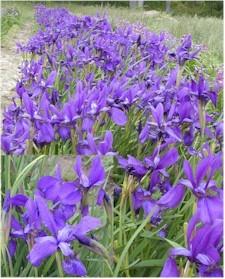 Photo of Siberian Iris (Iris 'Miss Duluth') uploaded by Joy