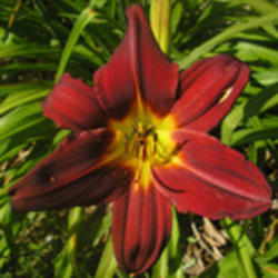 
Photo Courtesy of Funderburk Daylilies. Used with Permission.