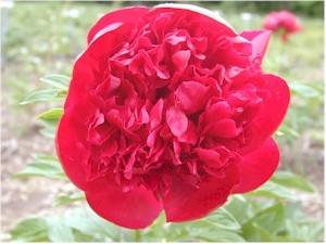 Photo of Peony (Paeonia 'Red Charm') uploaded by Joy