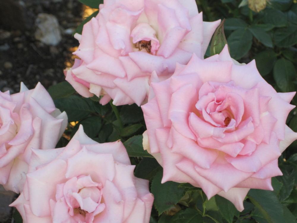 Photo of Rose (Rosa 'Falling in Love') uploaded by KentPfeiffer