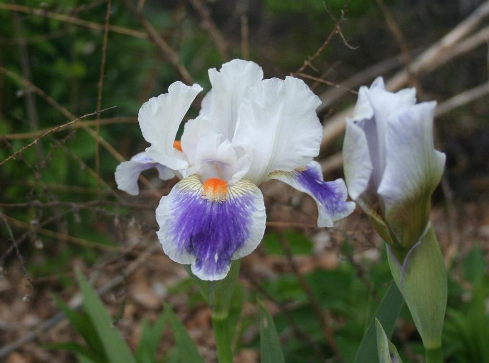 Photo of Intermediate Bearded Iris (Iris 'American Patriot') uploaded by KentPfeiffer