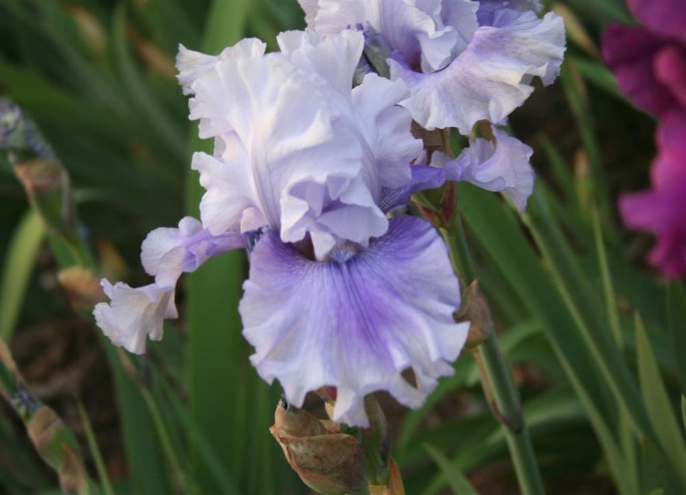 Photo of Tall Bearded Iris (Iris 'Ascent of Angels') uploaded by KentPfeiffer
