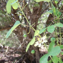 Location: Medina Co., Texas
Date: September 2007
Slender-lobe Passionflower