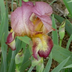 Location: Western Kentucky
Date: April 2012
The photo doesn't do this nice Iris justice.