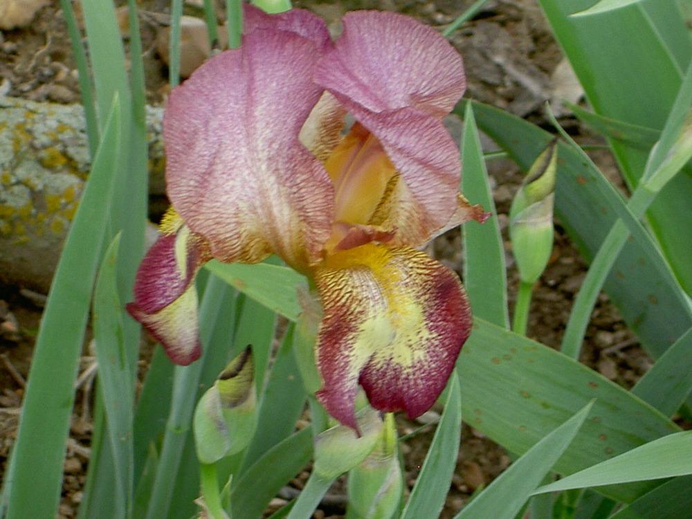 Photo of Tall Bearded Iris (Iris 'Joseph's Mantle') uploaded by Muddymitts