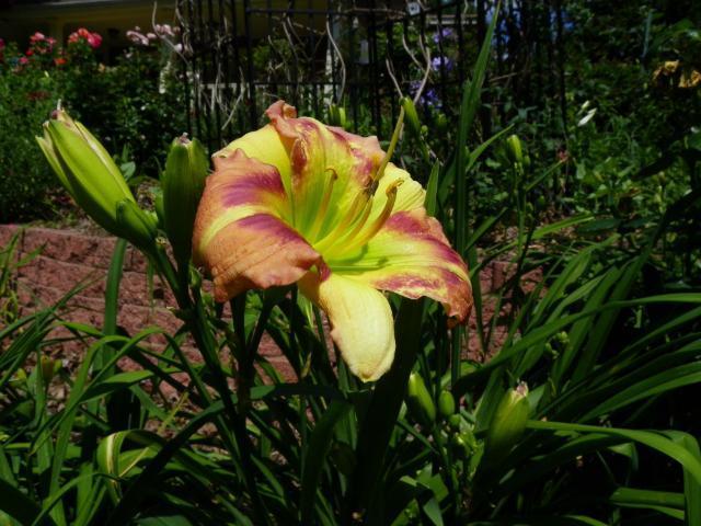 Photo of Daylily (Hemerocallis 'Green Rainbow') uploaded by Newyorkrita