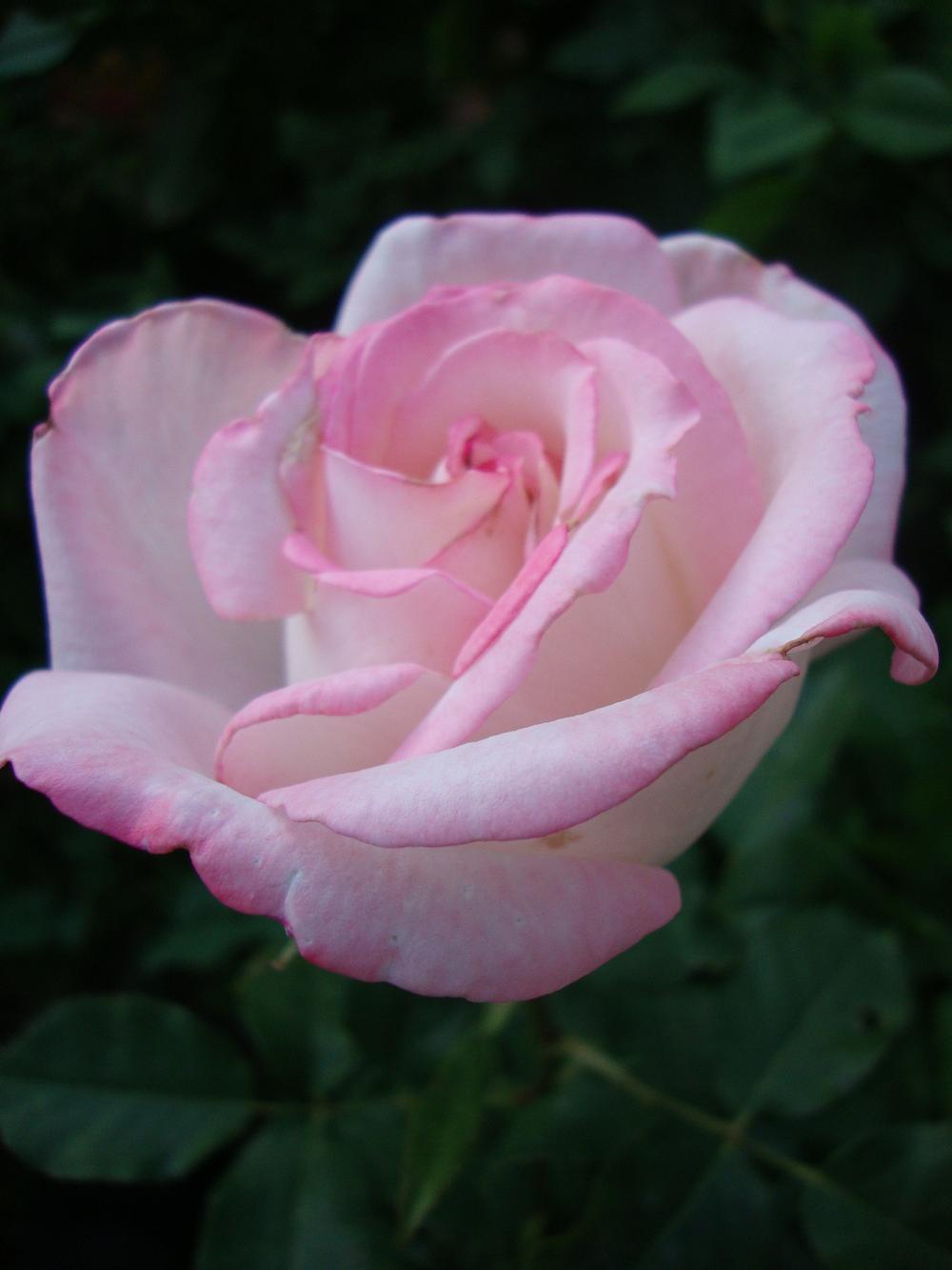 Photo of Rose (Rosa 'Secret') uploaded by Paul2032