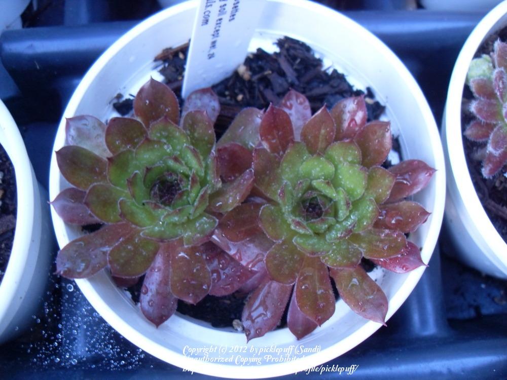 Photo of Hen and Chicks (Sempervivum 'Max Frei') uploaded by picklepuff