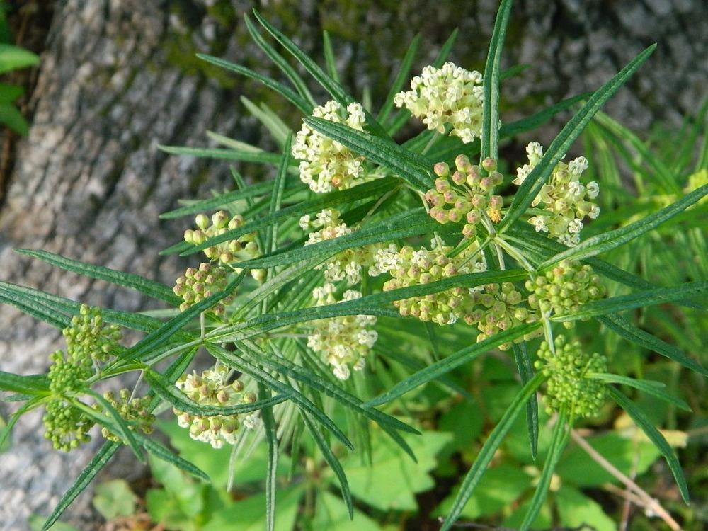 Photo of Whorled Milkweed (Asclepias verticillata) uploaded by wildflowers