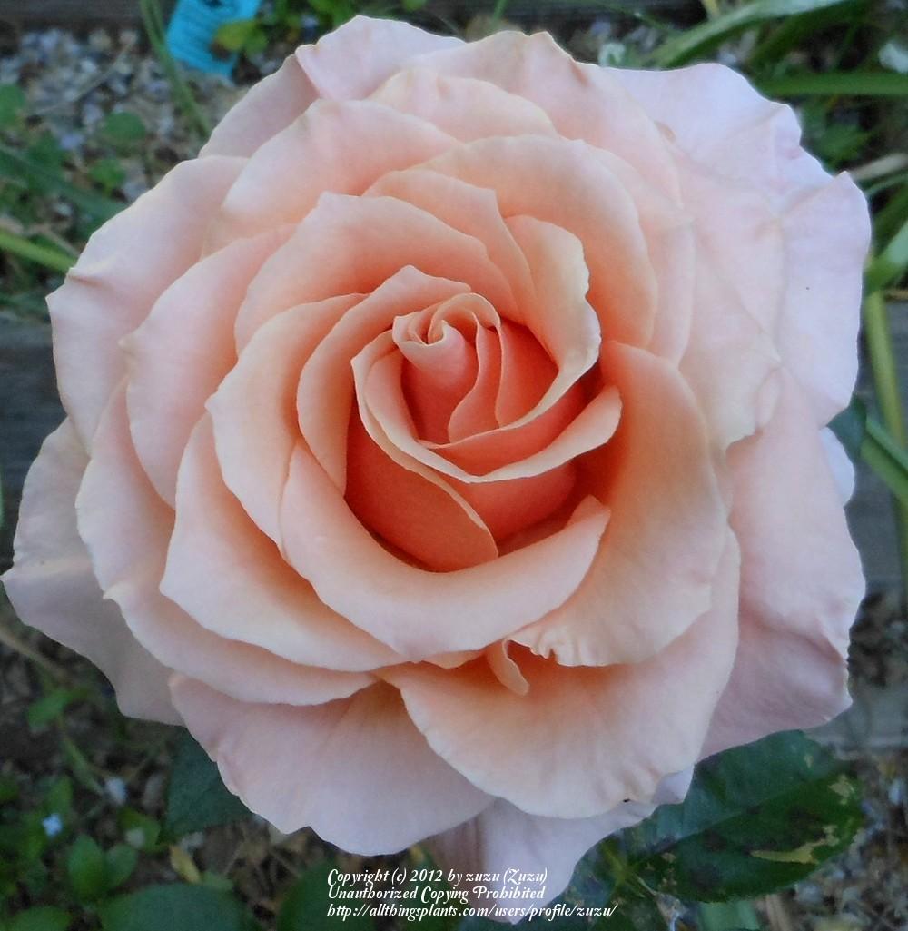 Photo of Rose (Rosa 'Nancy Reagan') uploaded by zuzu