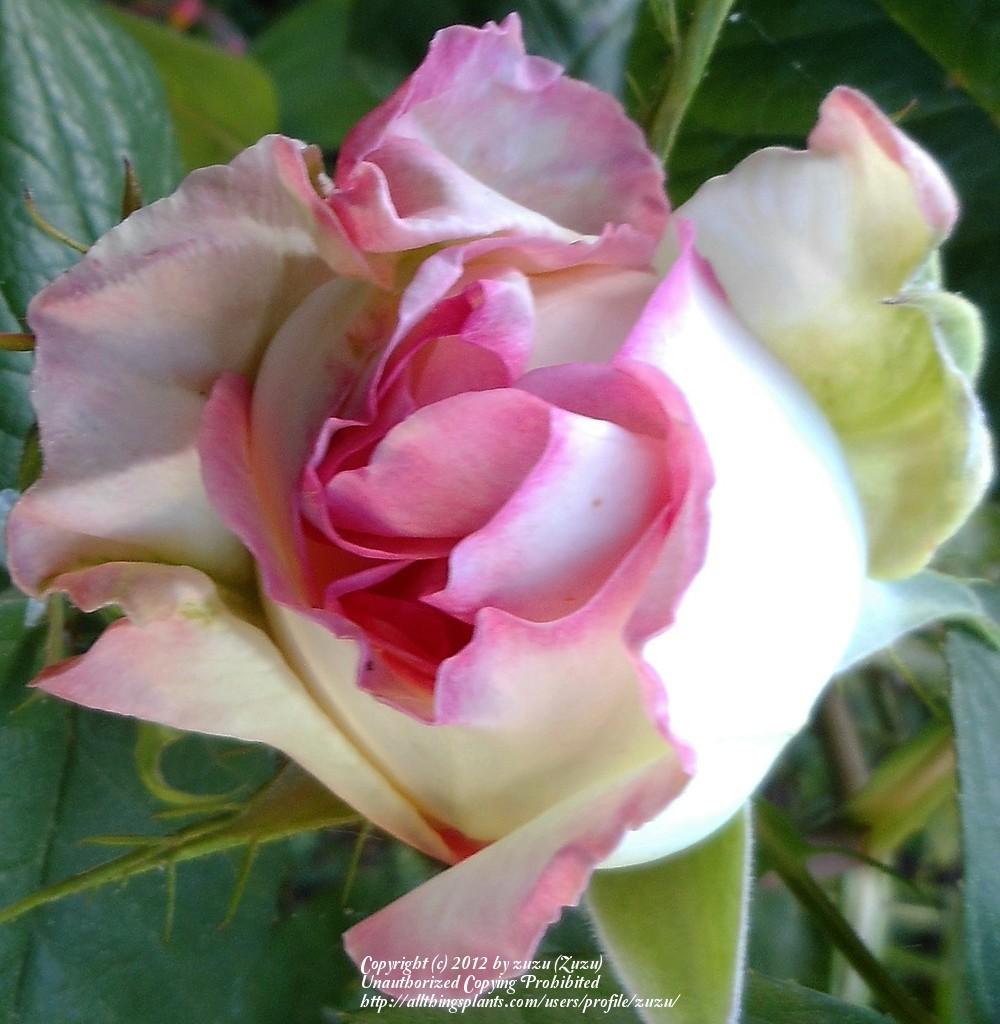 Photo of Rose (Rosa Moonstone™) uploaded by zuzu