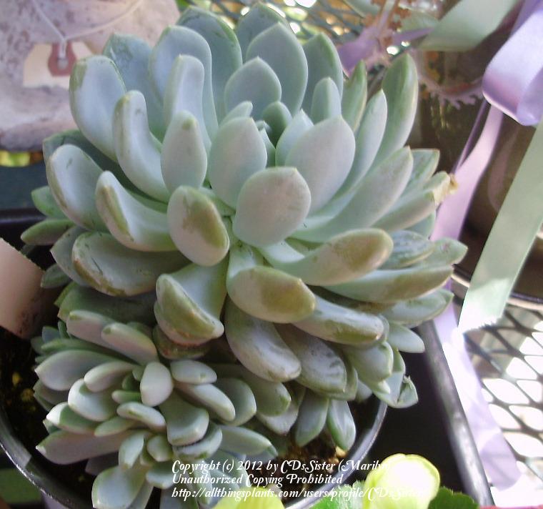 Photo of Echeveria 'Grey Red' uploaded by CDsSister