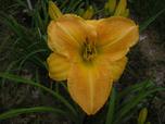 Photo of Daylily (Hemerocallis 'Sun Blossom') uploaded by Joy