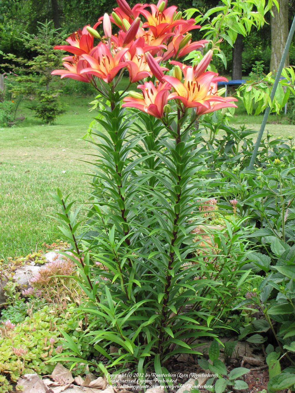 Photo of Lily (Lilium 'Royal Sunset') uploaded by Roosterlorn