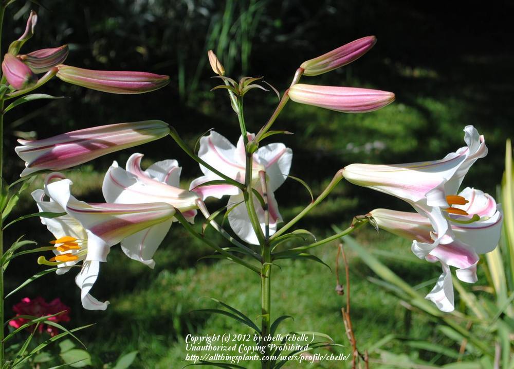 Photo of Regal Lily (Lilium regale) uploaded by chelle