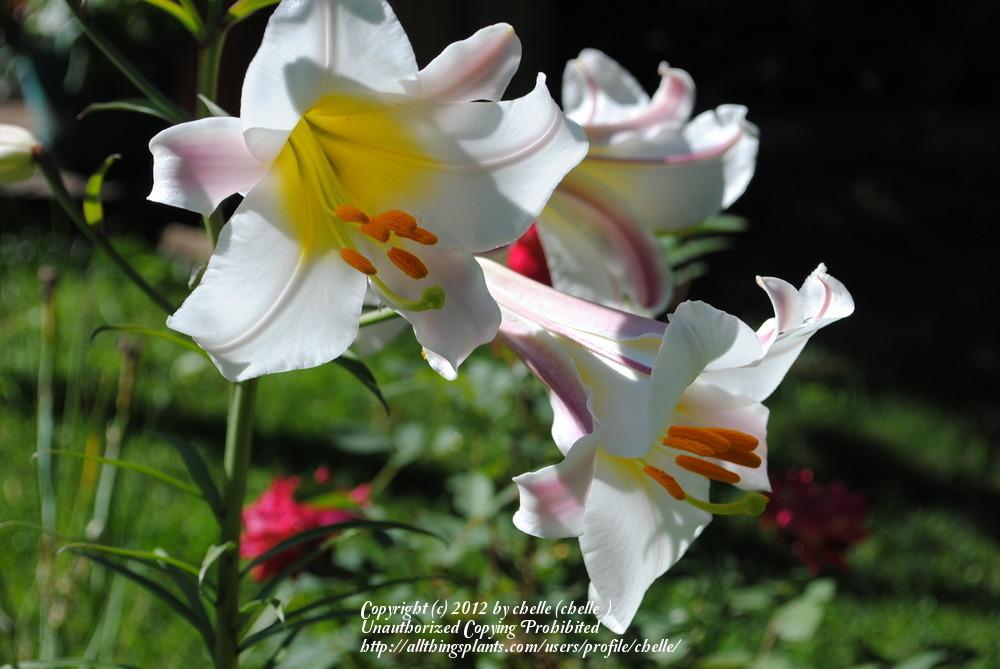Photo of Regal Lily (Lilium regale) uploaded by chelle