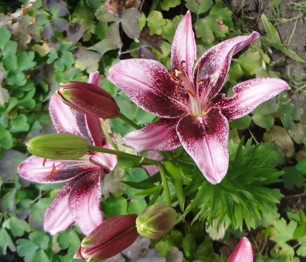Photo of Lily (Lilium 'Purple Eye') uploaded by stilldew