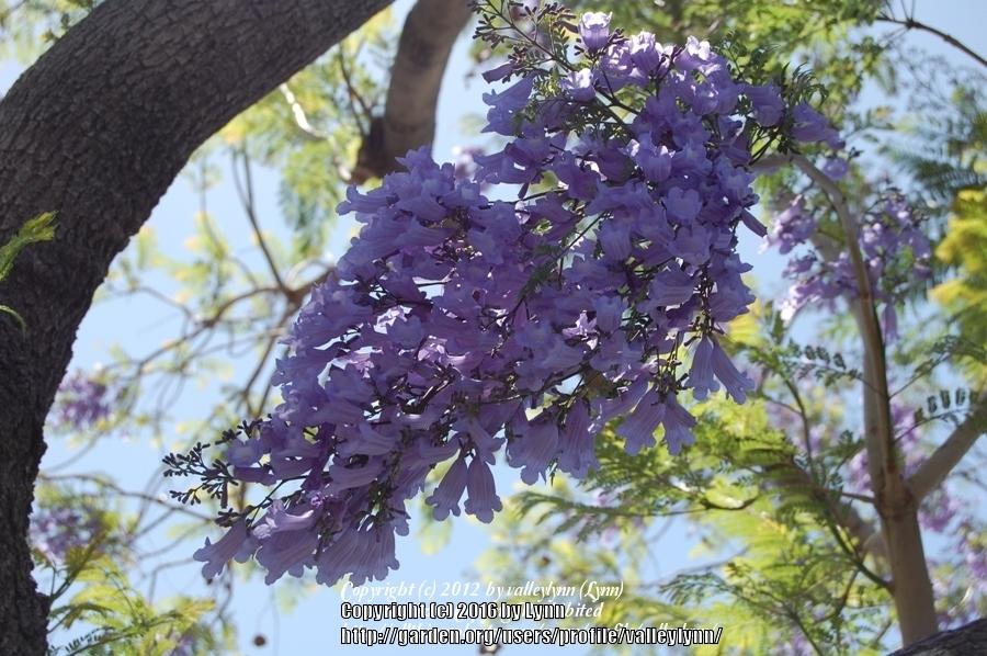 Photo of Jacaranda (Jacaranda mimosifolia) uploaded by valleylynn