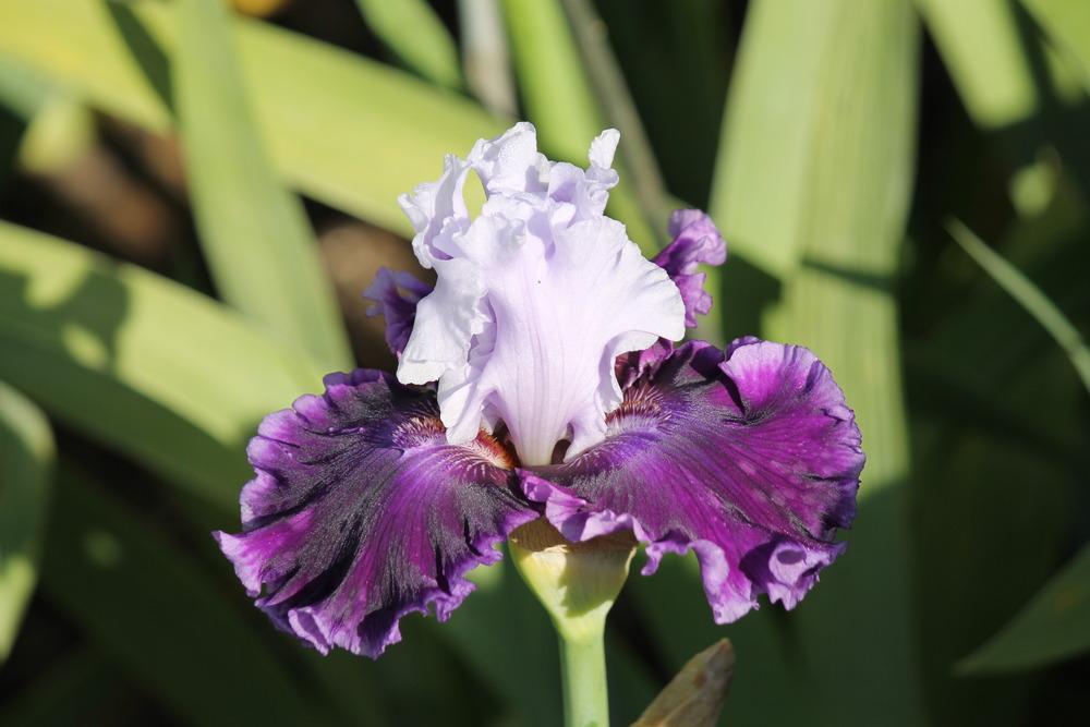 Photo of Tall Bearded Iris (Iris 'Glamorama') uploaded by ARUBA1334