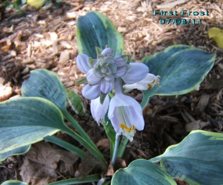 Photo of Hosta 'First Frost' uploaded by ViolaAnn