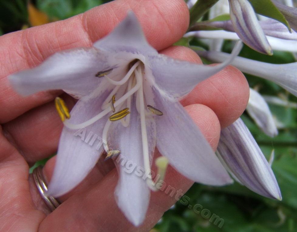 Photo of Hosta 'Invincible' uploaded by ViolaAnn