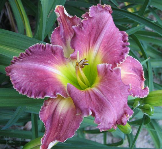 Photo of Daylily (Hemerocallis 'Cloud of Witnesses') uploaded by mlt