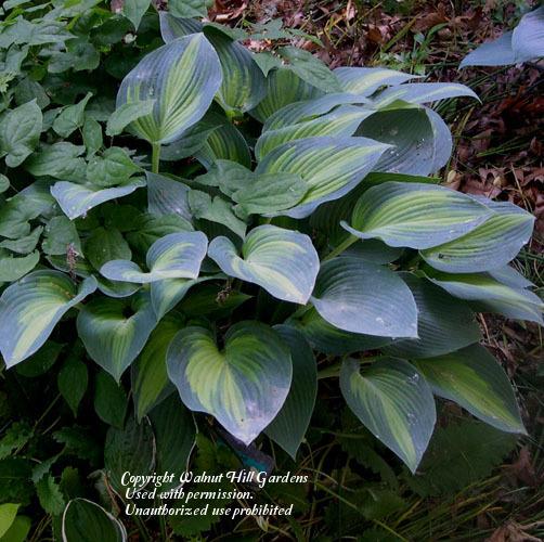 Photo of Hosta 'June' uploaded by vic