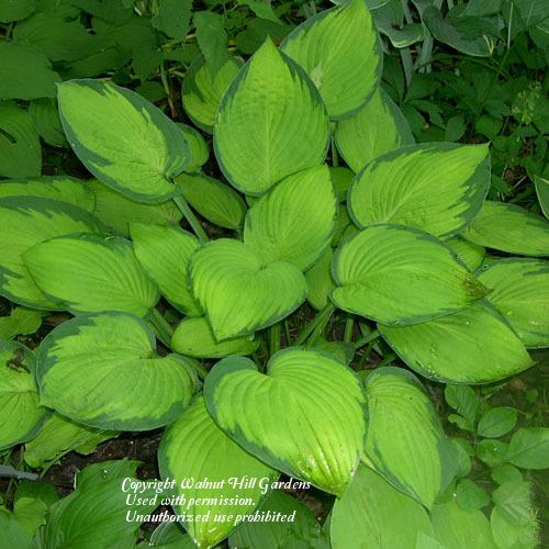 Photo of Hosta 'Gold Standard' uploaded by vic