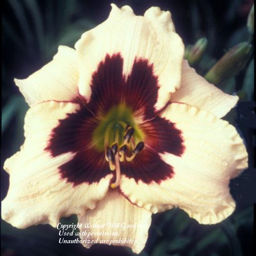 Photo of Daylily (Hemerocallis 'Moonlit Masquerade') uploaded by vic