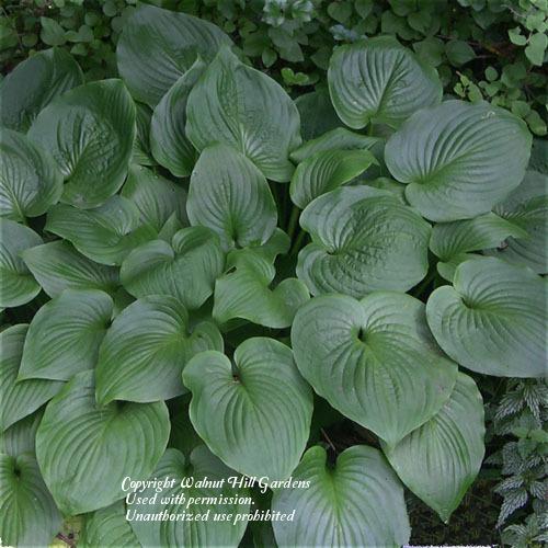 Photo of Hosta 'Candy Hearts' uploaded by vic