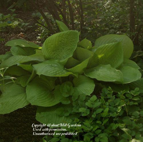 Photo of Hosta 'Sum and Substance' uploaded by vic