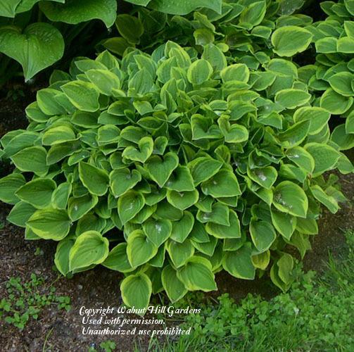 Photo of Hosta 'Golden Tiara' uploaded by vic