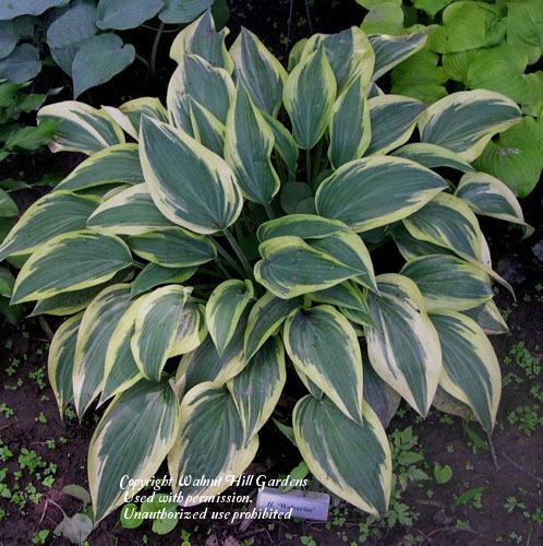 Photo of Hosta 'Wolverine' uploaded by vic