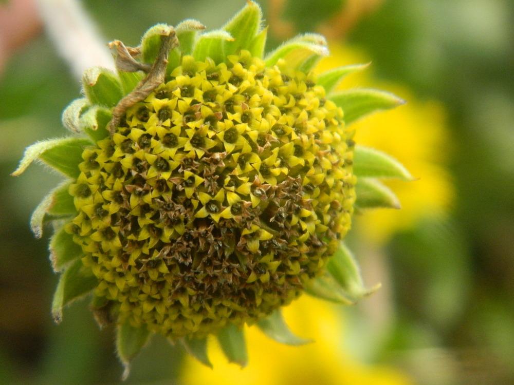 Photo of Downy Sunflower (Helianthus mollis) uploaded by wildflowers