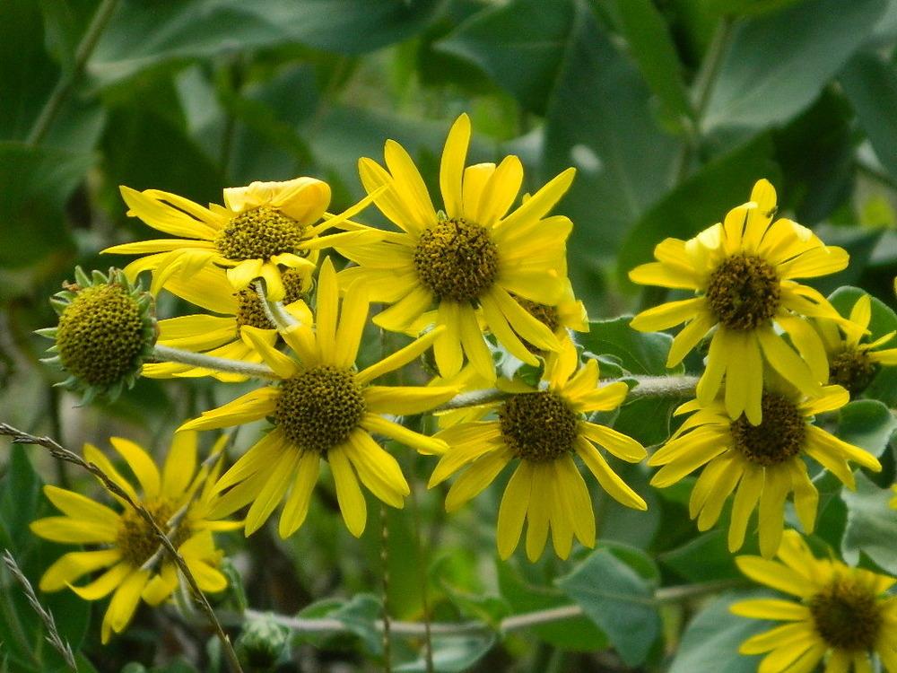 Photo of Downy Sunflower (Helianthus mollis) uploaded by wildflowers