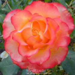 Location: In my Northern California garden
Date: 2012-05-11