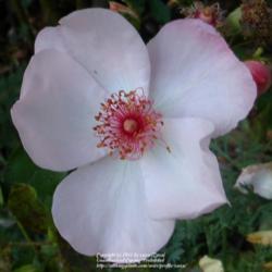 Location: In my Northern California garden
Date: 2012-05-16