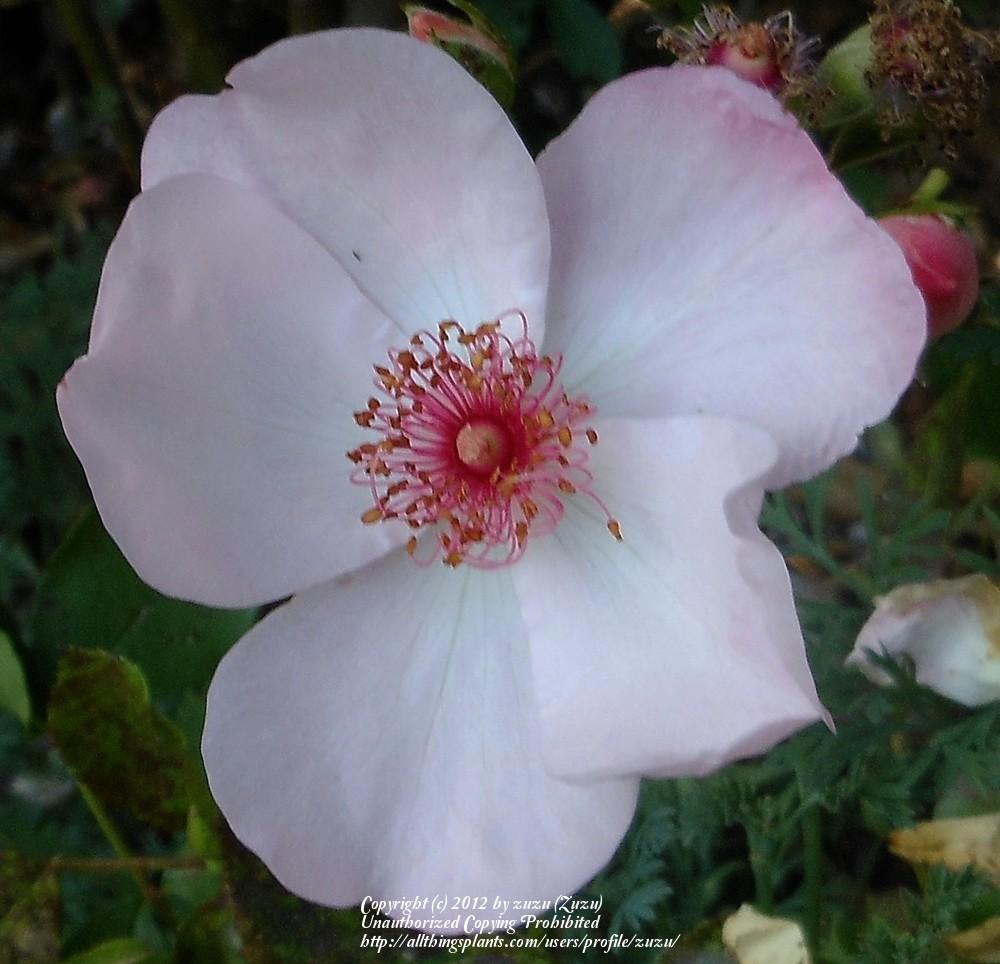 Photo of Rose (Rosa 'The Charlatan') uploaded by zuzu