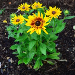 Location: Bloomington, Illinois
Date: 2012-06-16
Largest blooms I've seen on a rudbeckia!