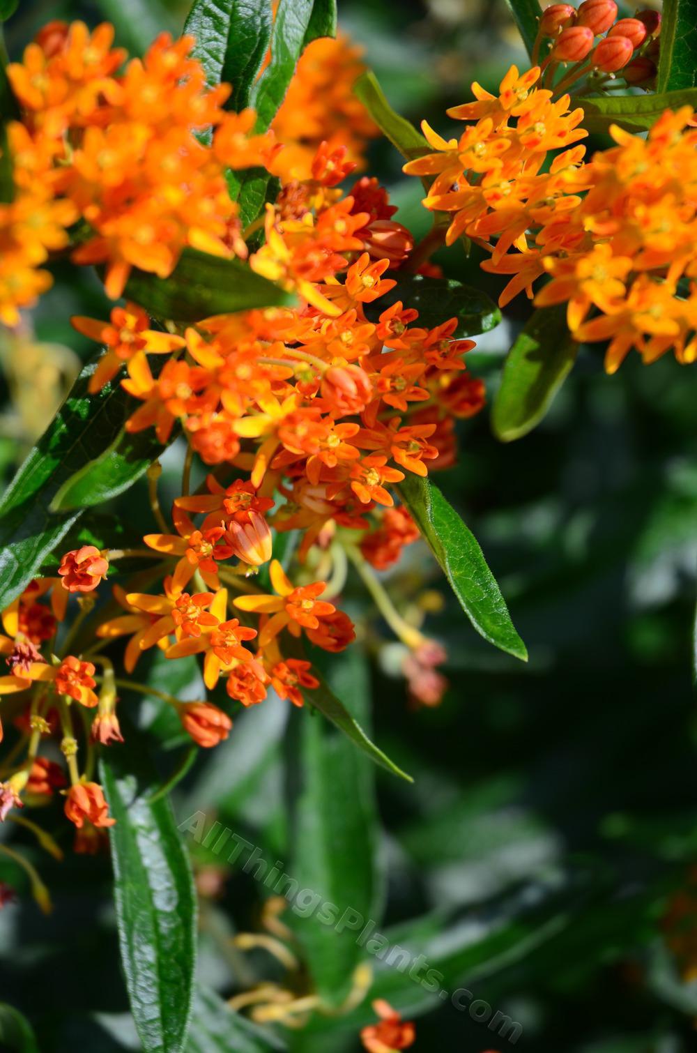 Photo of Butterfly Milkweed (Asclepias tuberosa) uploaded by BookerC1