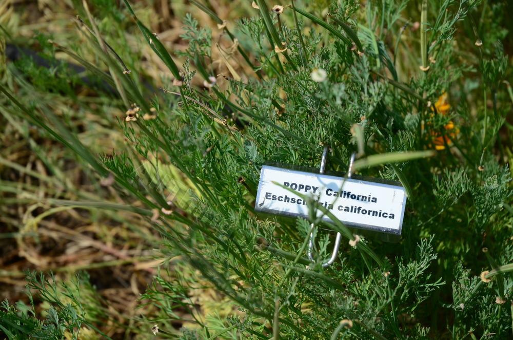 Photo of California Poppy (Eschscholzia californica) uploaded by BookerC1