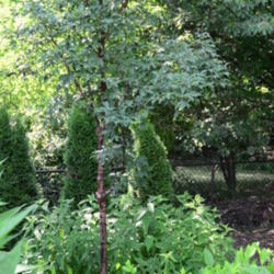 Location: Bloomington, Illinois
Date: 2012-06-18
Young paperbark maple