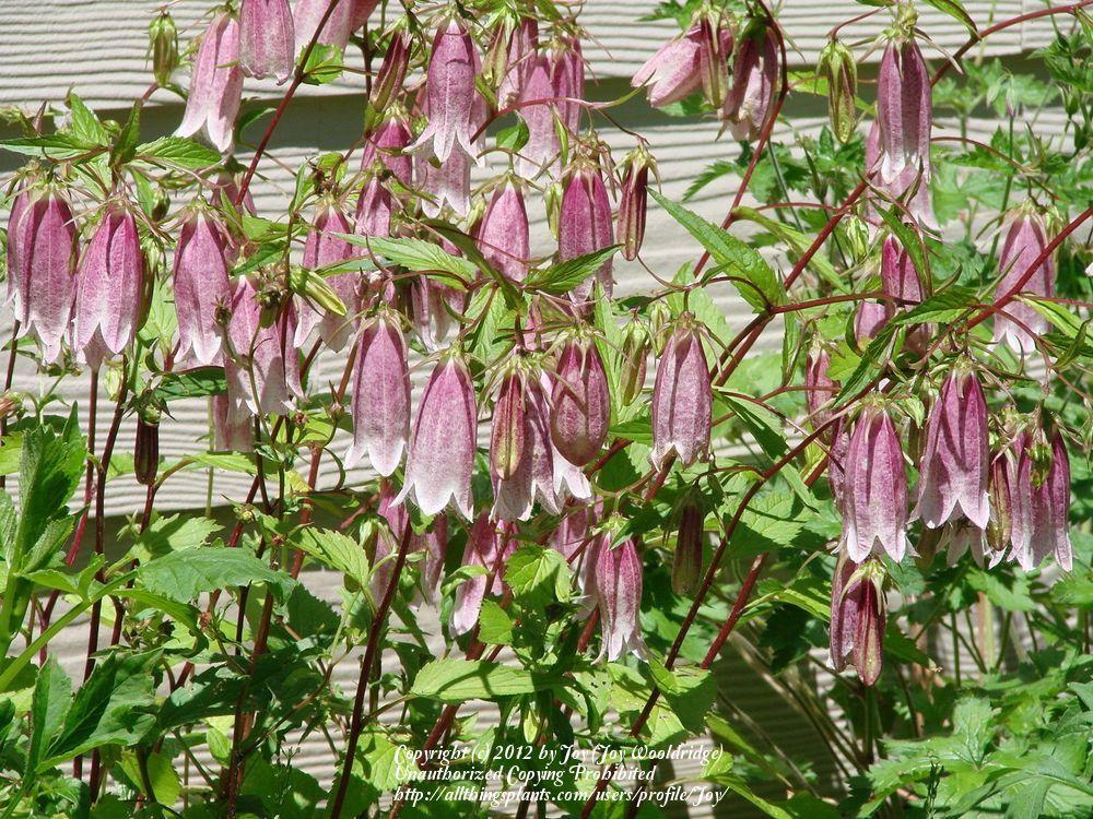 Photo of Bellflower (Campanula punctata var. punctata 'Elizabeth') uploaded by Joy