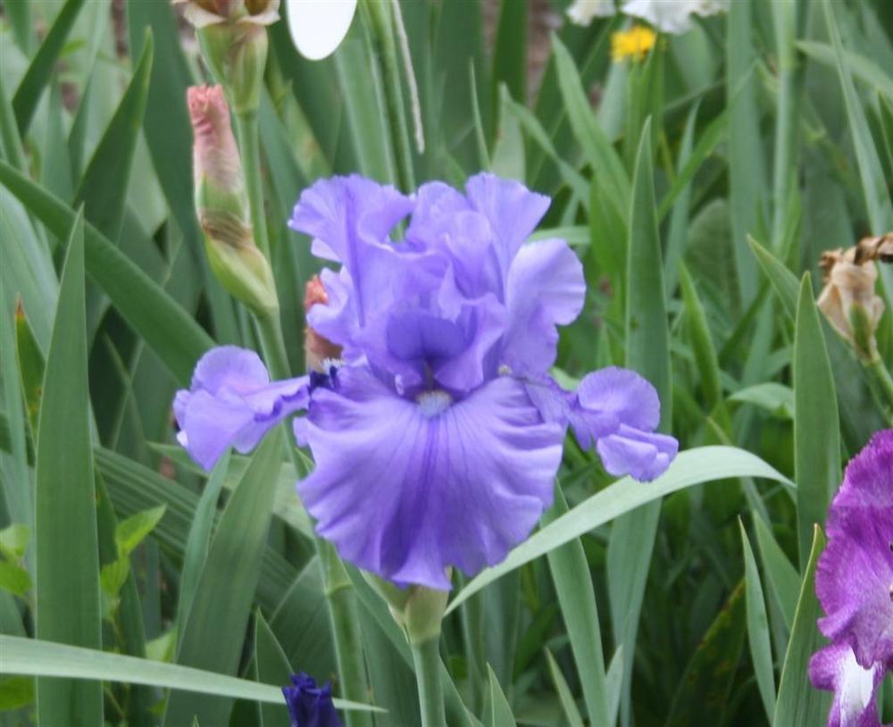 Photo of Tall Bearded Iris (Iris 'Breakers') uploaded by KentPfeiffer