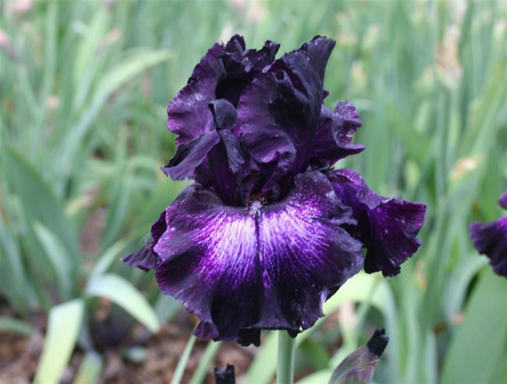 Photo of Tall Bearded Iris (Iris 'Bubble Bubble') uploaded by KentPfeiffer