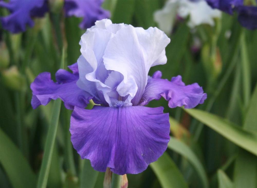 Photo of Tall Bearded Iris (Iris 'Blue Ridge Beauty') uploaded by KentPfeiffer