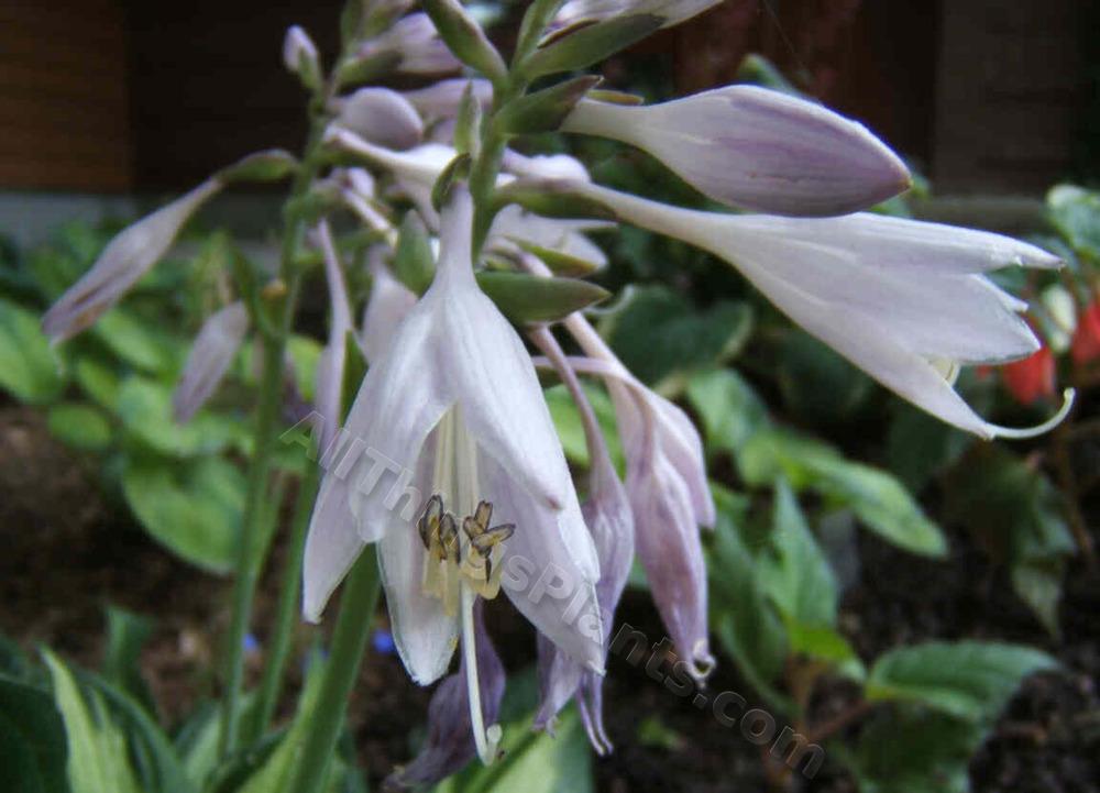 Photo of Hosta 'Whirlwind' uploaded by ViolaAnn